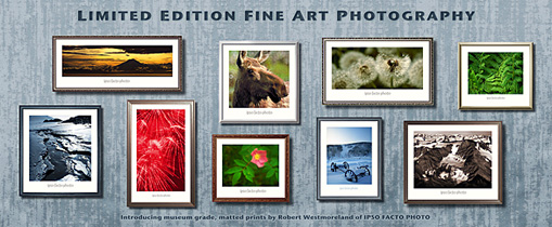 Fine Art Photography Rack Card Graphic