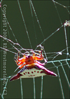 An 'FLS' Funny Looking Spider on the Back Poarch in Coamo, Puerto Rico