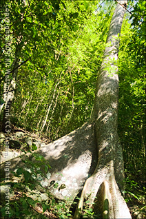 Old Ceiba Tree on the Grounds of Hacienda Buena Vista, Above Ponce, Puerto Rico