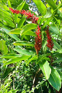 Flowering Ginger with Sprouts Hanging from Tips, Mirador Piedra Degetau Near Aibonito, Puerto Rico