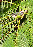 A Reina on a Flamboyan Branch, the Official Bird of Puerto Rico