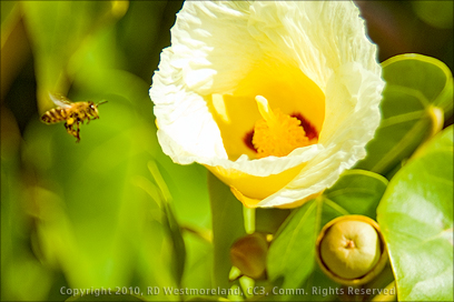A Busy Bee and Flower Blossom at the Lagancha Seashore Park in Ponce, Puerto Rico