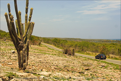 Cactus and Dry Forest of the Bosque Seco De Guánica in Puerto Rico