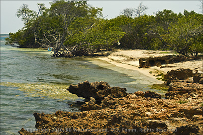 Shoreline Detain of the Dry Forest of the Bosque Seco De Guánica in Puerto Rico