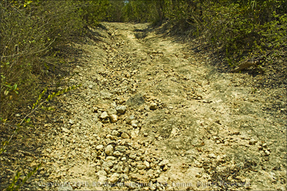 Broken Rocky Trail of the Bosque Seco De Guánica in Puerto Rico