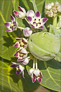 Milk Weed Flowers and Seed Pod in Guanica, Puerto Rico
