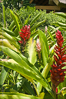 Tropical Flowers on Display at the Botanical Gardens of Caguas, Puerto Rico