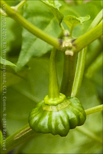 Closeup Detail of Traditional Pepper Growing on the Grounds of the Botanical Gardens of Caguas, Puerto Rico