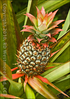 Tropical Pineapple Plant at the Botanical Gardens of Caguas, Puerto Rico