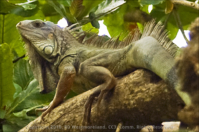 Iguana in Tree on the Grounds of the Botanical Gardens of Caguas, Puerto Rico
