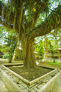 Very Old Tree on the Grounds of Coamo Springs Hotel Banos in Puerto Rico