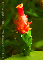 Cactus Flower Bud Near Salt Flats of Cabo Rojo, Puerto Rico