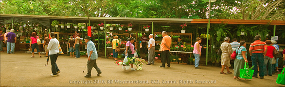 Panoramic View of Flower Vendors on the Grounds of the Aibonito Flower Festival in Puerto Rico