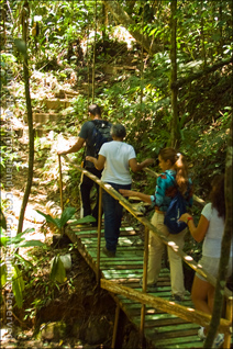 Wooden Foot-Bridge Crossing one of the Many Streams on the Grounds of Tropic Ventures Near Patillas, Puerto Rico