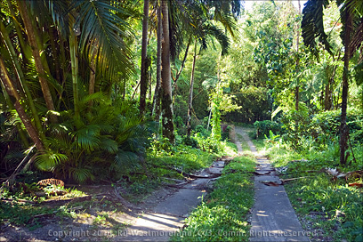 Driveway off Highway Down to the Tropic Ventures Compound near Patillas, Puerto Rico