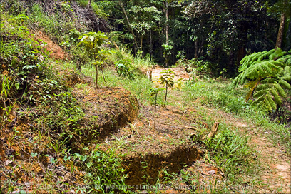New Seedlings Placed on Terraced Slope Along the Trail on the Grounds of Tropic Ventures Near Patillas, Puerto Rico