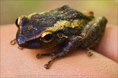 Closeup of Tiny Coqui Frog Found on the Grounds of Tropic Ventures Near Patillas, Puerto Rico