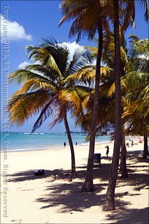 Palms on the Sandy Beach in Isla Verde, San Juan, Puerto Rico