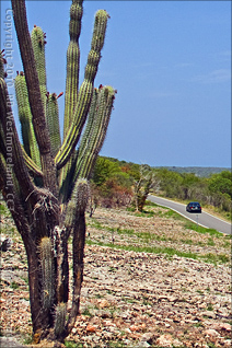 Cactus in Guanica, Puerto Rico