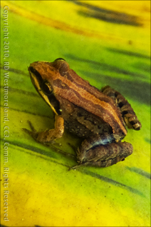 Small Striped Frog on Banana Leaf in Puerto Rico