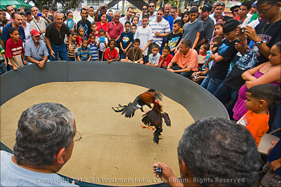 A Staged Cock Fight in the Plaza at Corozal, Puerto Rico