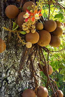 Cannon Ball Tree with Fruit in Santa Isabel, Puerto Rico