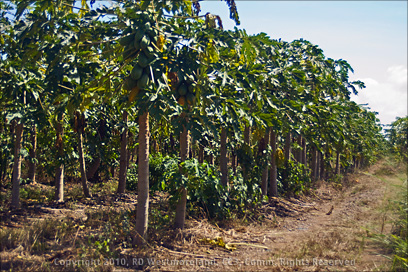 Mango Orchard in Santa Isabel, Puerto Rico