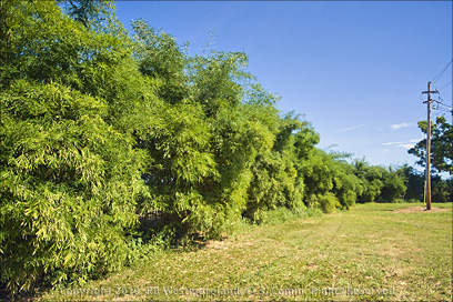 Bamboo Planted as a Wind Break in Salinas, Puerto Rico