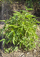 New Bamboo Planting Starting to Take Off in Salinas, Puerto Rico