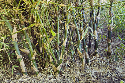 Closeup Detail of Bamboo Planted as a Wind Break in Salinas, Puerto Rico