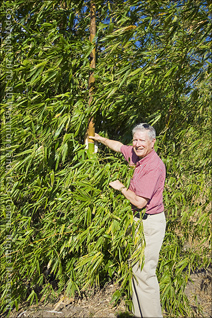 Mr. Tryon Standing Beside a New Bamboo Shoot in Salinas, Puerto Rico