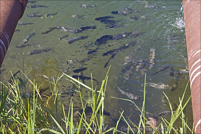 Fish Pond in Salinas, Puerto Rico