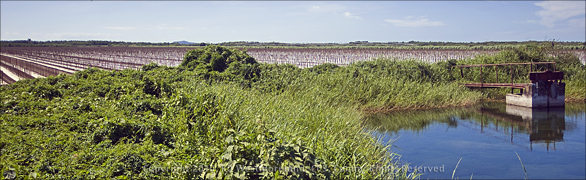 Panoramic of Fish Pond with Tomato Fields in Background in Salinas, Puerto Rico