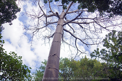 Full Shot of Panama Canoe Tree at Tropical Agriculture Research Station of Mayagüez, Puerto Rico