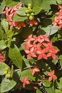 Jungleflame Ixora at Tropical Agriculture Research Station of Mayagüez, Puerto Rico
