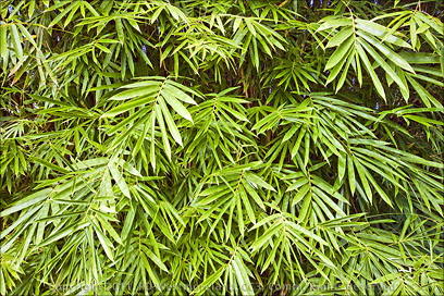 Closeup of Bamboo Leaves at Tropical Agriculture Research Station of Mayagüez, Puerto Rico