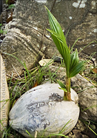 Young Coconut Shoot at Tropical Agriculture Research Station of Mayagüez, Puerto Rico
