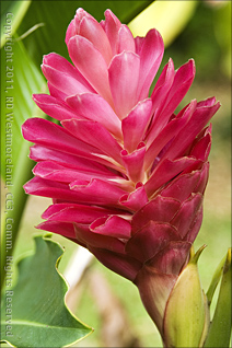 Tropical Ginger Bloom at Tropical Agriculture Research Station of Mayagüez, Puerto Rico
