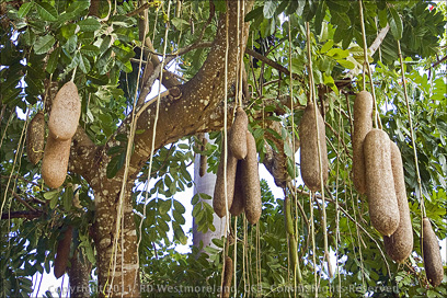 Sausage Tree Closeup at Tropical Agriculture Research Station of Mayagüez, Puerto Rico