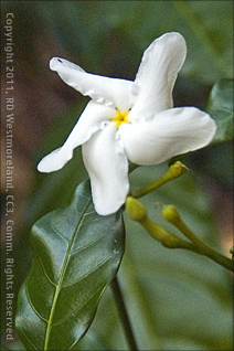 White Flower at Tropical Agriculture Research Station of Mayagüez, Puerto Rico
