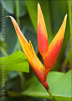 Flower- 'Bird of Paradise' at Tropical Agriculture Research Station of Mayagüez, Puerto Rico