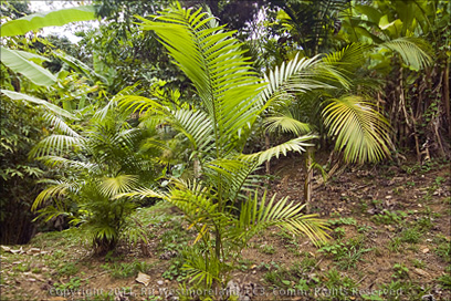 Dwarf Acai Palm at Govardhan Gardens, Puerto Rico