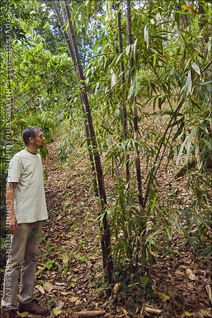 Sadhu Govardhan Standing Next to Young Black Bamboo Culms, Puerto Rico