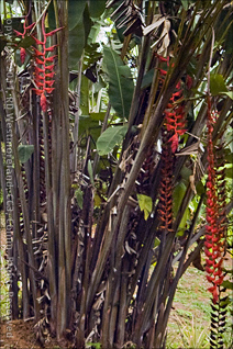 Tropical Flowers at Govardhan Gardens, Puerto Rico