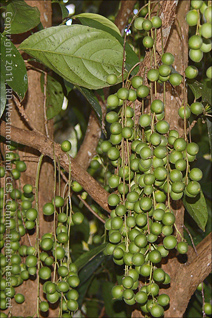 Menteng or Ketupa Fruit on Tree at Govardhan Gardens, Puerto Rico
