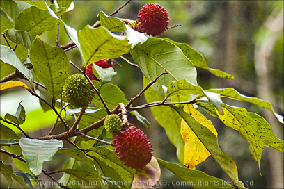 Closeup of Pulasan Fruit on Tree at Govardhan Gardens, Puerto Rico
