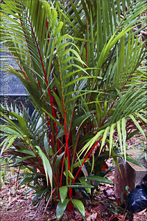 Red Palm at Govardhan Gardens, Puerto Rico