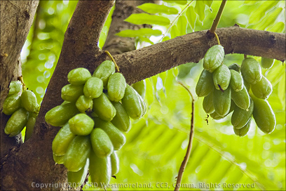 Bilimbi Fruit hanging from Tree on Govardhan Gardens, Puerto Rico