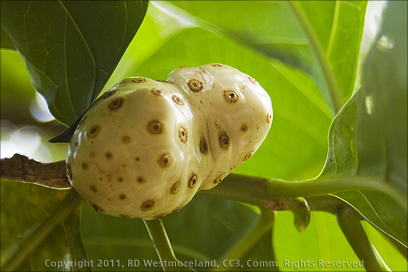 Closeup of Noni Fruit in Tree on Govardhan Gardens, Puerto Rico