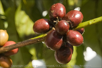 Closeup of Ripe Coffee Beans in Maricao, Puerto Rico
